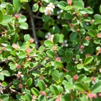 Cotoneaster radicans 'Eichholz'